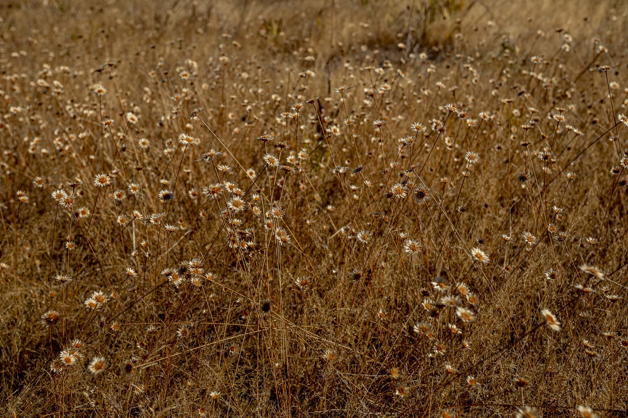 Imagem Restauração Ecológica PA4--11 da expedição de expedicoes/restauracao_25